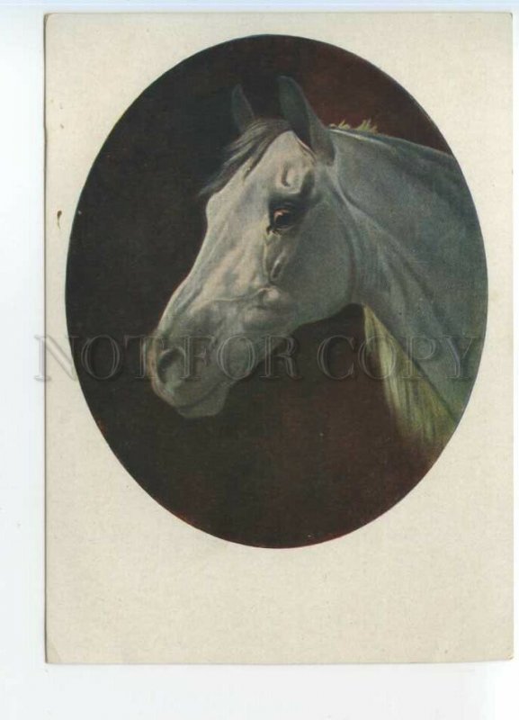 486268 USSR 1932 Sverchkov trotter head Horse Breeding Museum GIZ