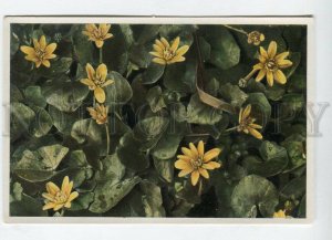 428078 Flower Ranunculus Ficaria Vintage Sammelwerk Tobacco Card w/ ADVERTISING