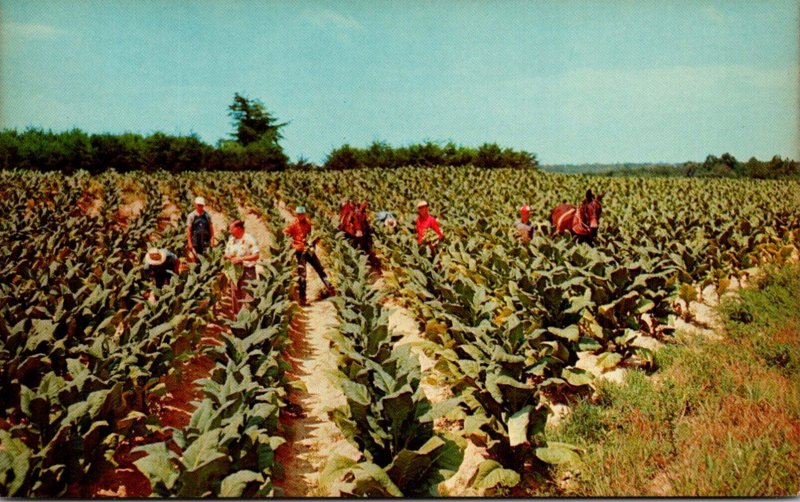 Harvesting Tobacco