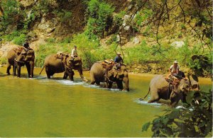 Lot 3 thailand four elephant s with mahouts in the jungle