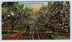 GREETINGS from LOOMIS, CA California   FRUIT ORCHARD Scene  c1910s  Postcard