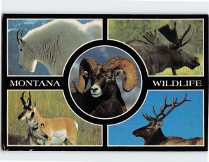 Postcard Montana Wildlife, Montana