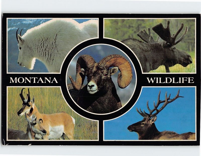 Postcard Montana Wildlife, Montana