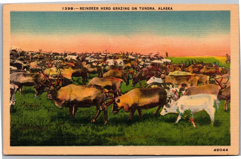 Postcard AK Reindeer herd grazing on tundra