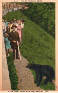 Vintage Postcard Black Bear Great Smoky Mountains National Park Asheville Pub.