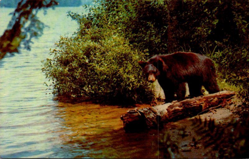 Bears Black Bear Yearling Cub