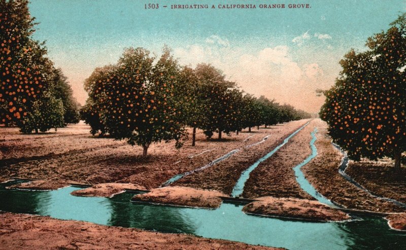 Vintage Postcard 1910's Irrigating A California Orange Grove E.W. H. Mitchell