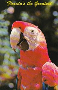 Florida Miami Colorful Macaw Parrot Jungle Red Road