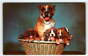 Boxer Mom And Puppy Dogs Sitting In Basket Postcard Chrome Unused Curt Teich