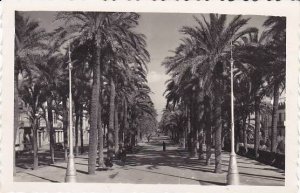 Spain Alicante Explanada de Espana Photo