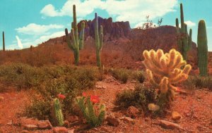 Arizona, Colorful Desert Cactus, Saguaro, Hearing Aid Consultants, Postcard