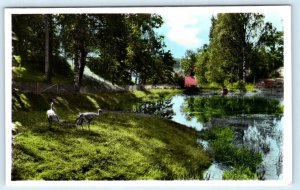 RPPC SKELLEFTEÅ, Sweden ~ Hancolored CRANES at NORDANÅPARKEN Postcard