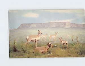 Postcard American Antelope Denver Museum of Natural History Denver Colorado USA