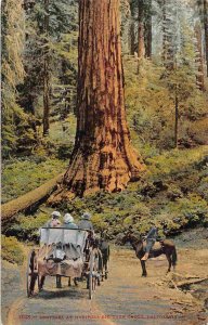 Mariposa Big Tree Grove Horse Carriage California 1910c postcard