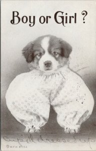 Dog Dressed in PJ's 'Boy or Girl' Cute Puppy c1910 WF Williams Postcard G90