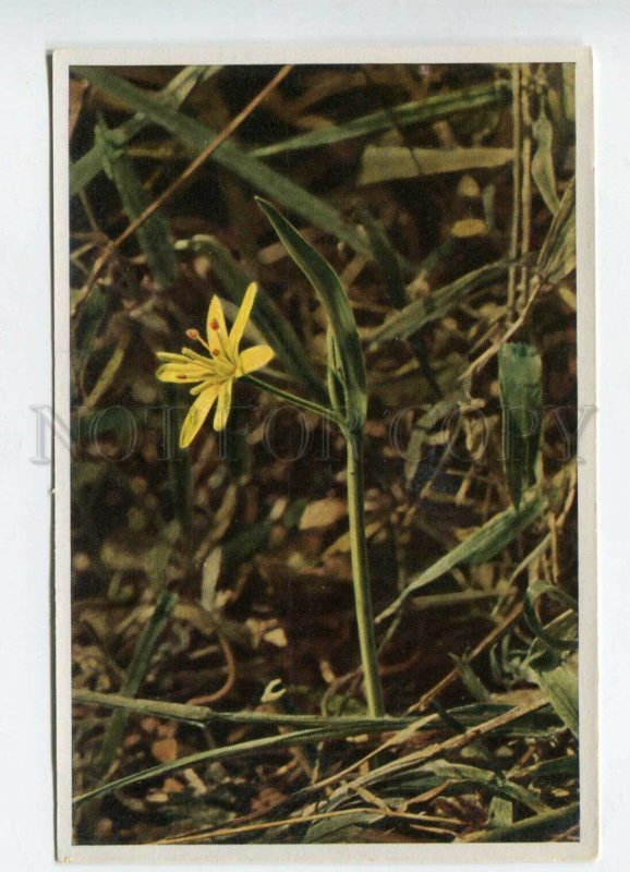 428075 GERMANY Flower Gagea lutea Vintage Sammelwerk Tobacco Card w/ ADVERTISING