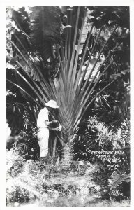 RPPC Extracting Water From a Travelers Palm Tree in Miami Florida