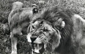 Lions zoo Leopoldville Congo 1958 photo postcard