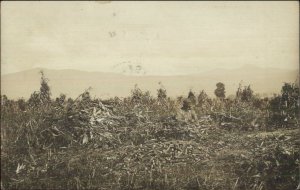 Agriculture Husking Corn - Pittsford VT Cancel 1907 Real Photo Postcard