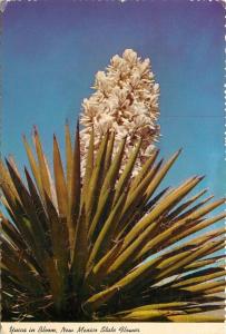 New Mexico state flower Yucca in Bloom