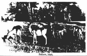 Michigan Baldwin Deer Herd Real Photo