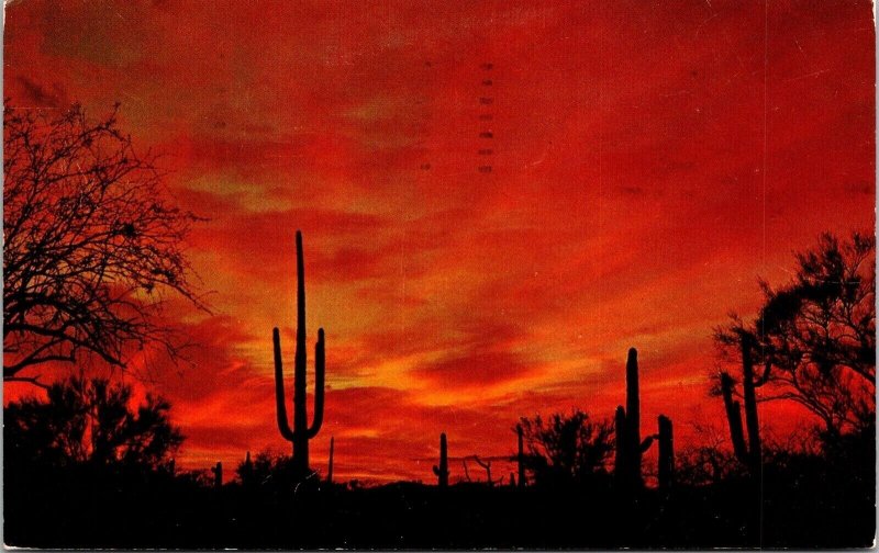 Twilight On Desert Cactus Silhouette Postcard PM Carlsbad NM Cancel WOB Note VTG 