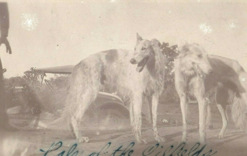 C.1915 RPPC Wewoka, OK Dixie Oil Company Mascot Dogs Vintage Postcard P113