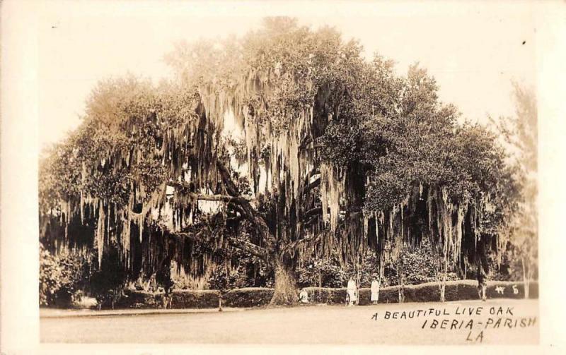 Iberia Parish Louisiana view of people under live Oak real photo pc Z39275