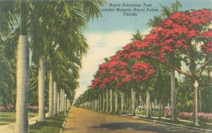 Florida Royal Poinciana & Palm Trees 1959 Linen Postcard Used
