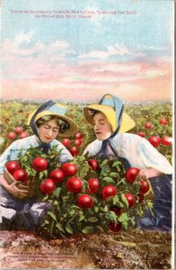 Postcard advert IL Rockford - Growing Buckbee's beefsteak tomatoes harvest