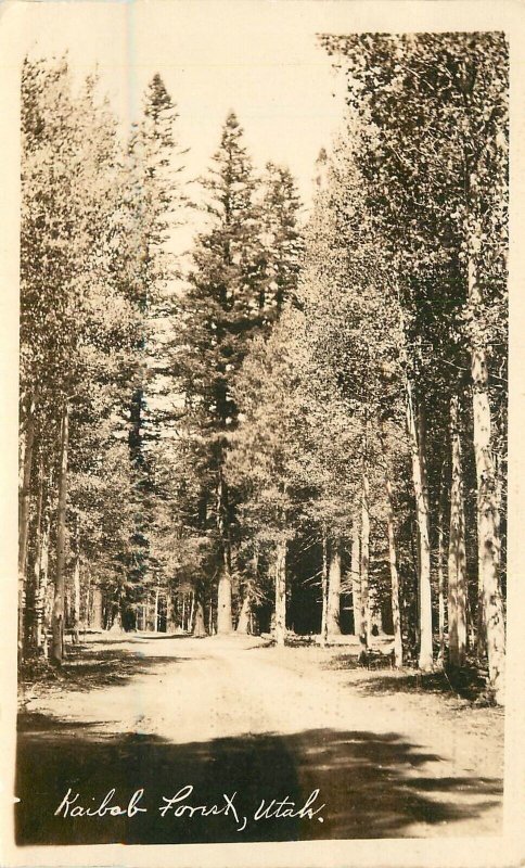 Postcard RPPC Utah Kaibab forest road 1930s Gerlach's 23-7550