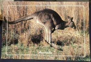 Australia Kangaroo - unposted large card