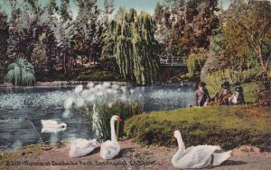 California Los Angeles Swans At East Lake Park 1910
