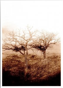 Burial Tree Cheyenne & Sioux Native American Postcard Battle Little Bighorn