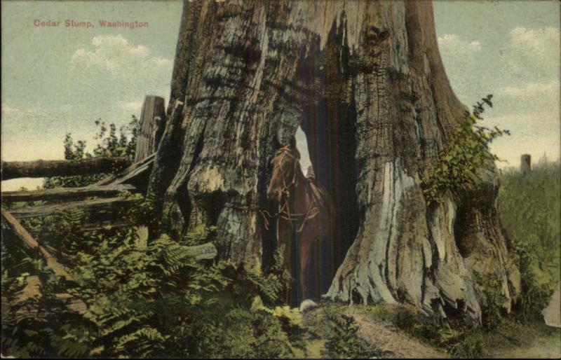 WASHINGTON STATE Horse Inside Cedar Stump LOGGING c1910 P...