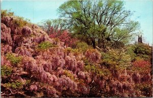 Wisteria Hangs Down Reservoir Bank Highland Park Rochester NY New York Postcard  