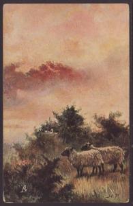 Sheep Postcard 