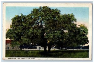 1921 Spreading Twin Oaks Tree Garden Biloxi Mississippi Vintage Antique Postcard