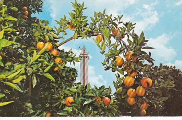 Florida Clermont The Citrus Tower