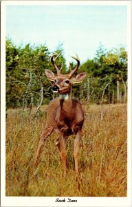 Close View Beautiful Buck Deer Natural Habitat Forestry Field Postcard Unused 