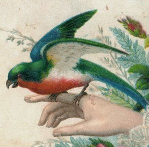 1880s Victorian Trade Card Beautiful Colorful Bird On Lady's Hand P116