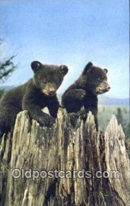 Lake Placid, NY USA Bear Postcard