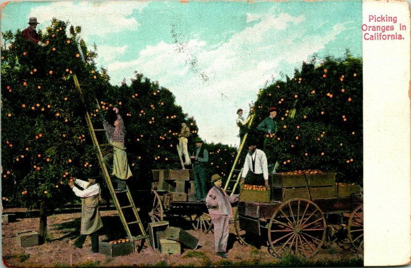 Vtg Postcard PNC 1910 - Picking Oranges In California Ladders and Carts