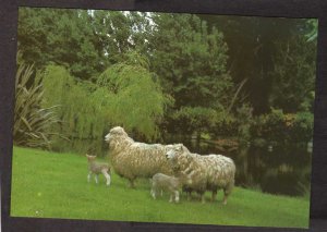 NZ Ewes Lambs Auroa Taranaki New Zealand Postcard Farm Animals Lamb