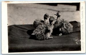 RPPC  PASADENA, California  CA    Chicks CAWSTON OSTRICH FARM  c1920s  Postcard