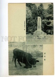 247593 JAPAN bound Bull Vintage postcard