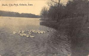 Oelwein Iowa City Park Ducks Antique Postcard K81350