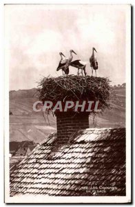 Old Postcard The Storks in Alsace