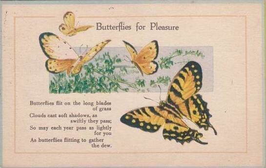 Butterfly Butterflies For Pleasure 1917