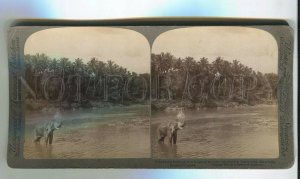 465981 1903 Ceylon elephants bathing tropical shower stream Underwood STEREO